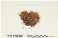 藏品(曲柄苔屬)的圖片